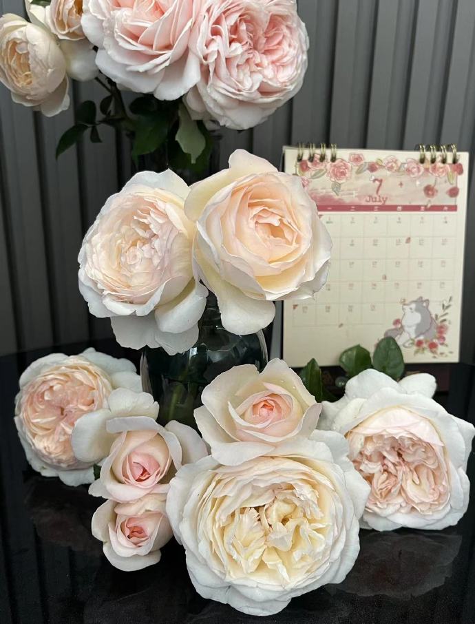 Rose【Yue Long Sha| 月笼沙  |Moonlit Sands】-1.5Gal OwnRoot Bare Root| New Variety 2022| Pre-Order - Ships Oct 1st Week