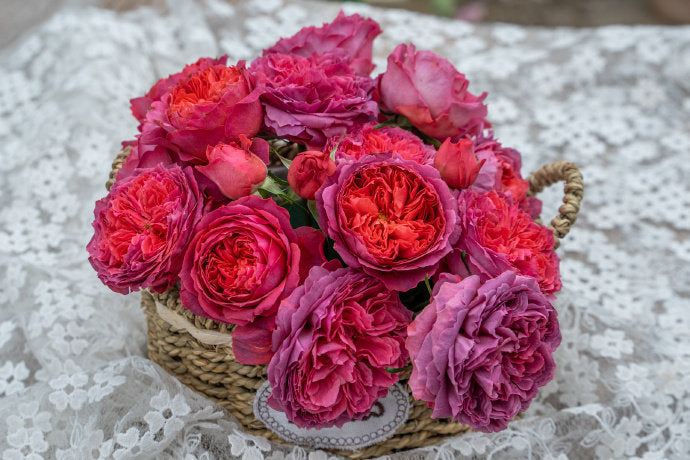 Rose【Zhu Sha Wan| 朱砂碗| Vermilion Bowl】-1.5 Gal OwnRoot|Rare New Variety 2022 ｜Color & State - Ever-changing| Peony Bloom| Diverse Flower Pattern| Festive