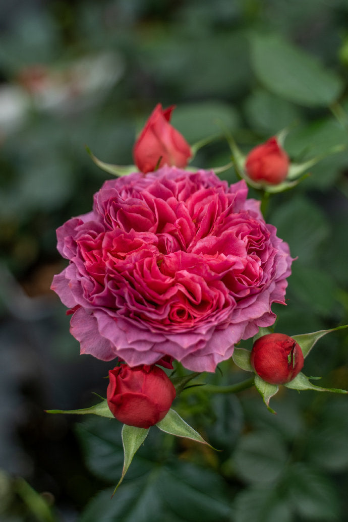 Rose【Zhu Sha Wan| 朱砂碗| Vermilion Bowl】-1.5 Gal OwnRoot|Rare New Variety 2022 ｜Color & State - Ever-changing| Peony Bloom| Diverse Flower Pattern| Festive