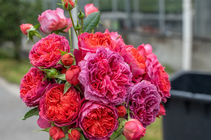 Rose【Zhu Sha Wan| 朱砂碗| Vermilion Bowl】-1.5 Gal OwnRoot|Rare New Variety 2022 ｜Color & State - Ever-changing| Peony Bloom| Diverse Flower Pattern| Festive