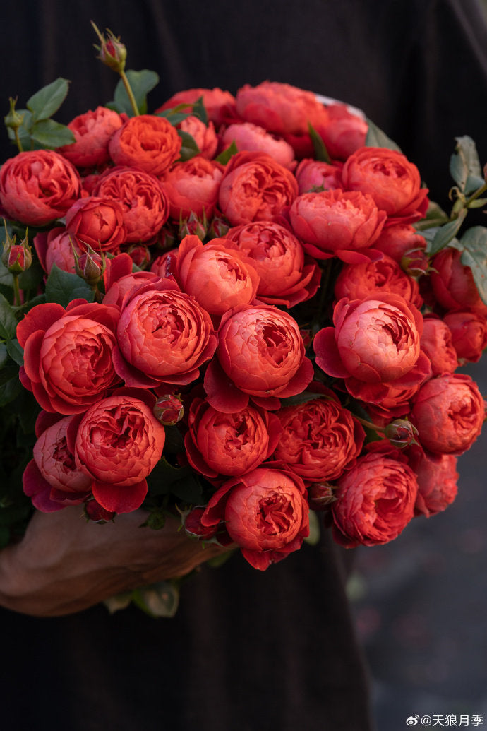 Rose【Zhu Sha Wan| 朱砂碗| Vermilion Bowl】-1.5 Gal OwnRoot|Rare New Variety 2022 ｜Color & State - Ever-changing| Peony Bloom| Diverse Flower Pattern| Festive