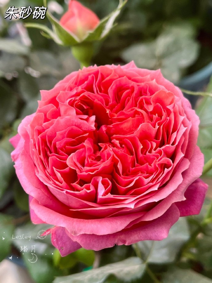 Rose【Zhu Sha Wan| 朱砂碗| Vermilion Bowl】-1.5 Gal OwnRoot|Rare New Variety 2022 ｜Color & State - Ever-changing| Peony Bloom| Diverse Flower Pattern| Festive