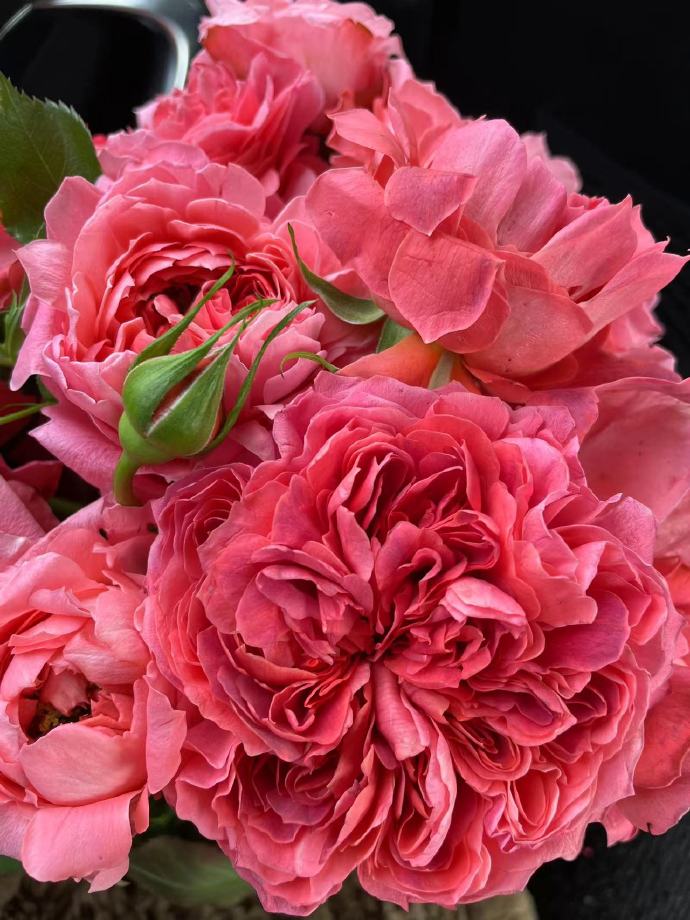 Rose【Zhu Sha Wan| 朱砂碗| Vermilion Bowl】-1.5 Gal OwnRoot|Rare New Variety 2022 ｜Color & State - Ever-changing| Peony Bloom| Diverse Flower Pattern| Festive