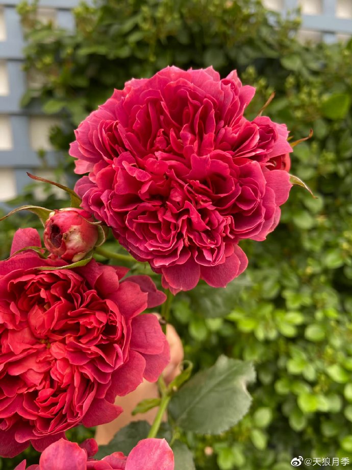 Rose【Zhu Sha Wan| 朱砂碗| Vermilion Bowl】-1.5 Gal OwnRoot|Rare New Variety 2022 ｜Color & State - Ever-changing| Peony Bloom| Diverse Flower Pattern| Festive