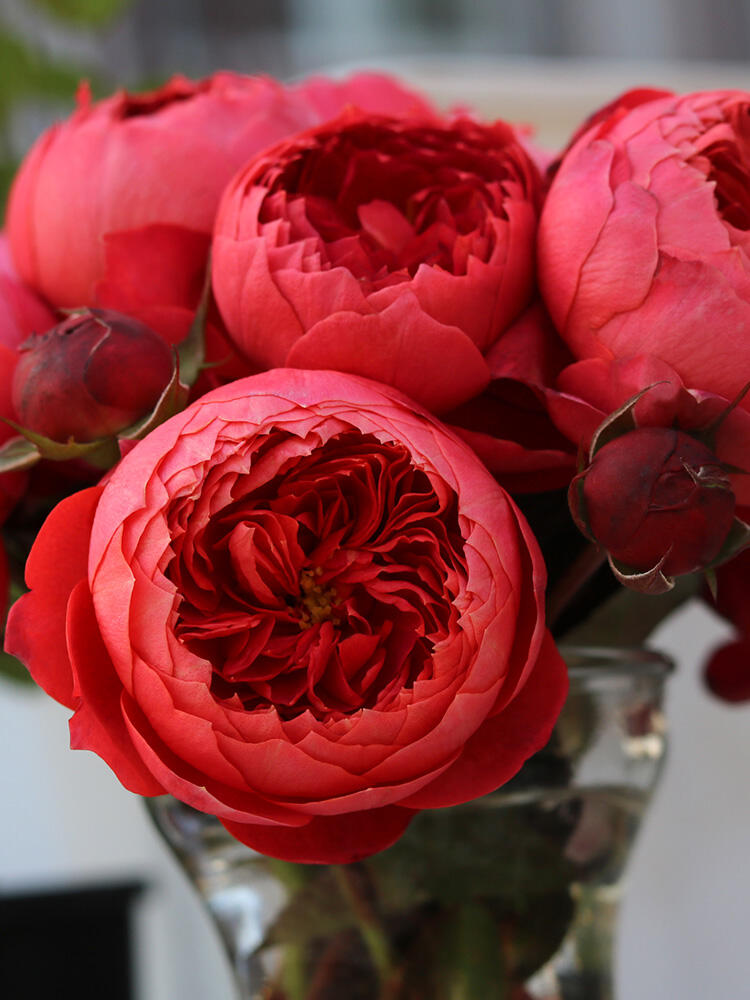 Rose【Zhu Sha Wan| 朱砂碗| Vermilion Bowl】-1.5 Gal OwnRoot|Rare New Variety 2022 ｜Color & State - Ever-changing| Peony Bloom| Diverse Flower Pattern| Festive