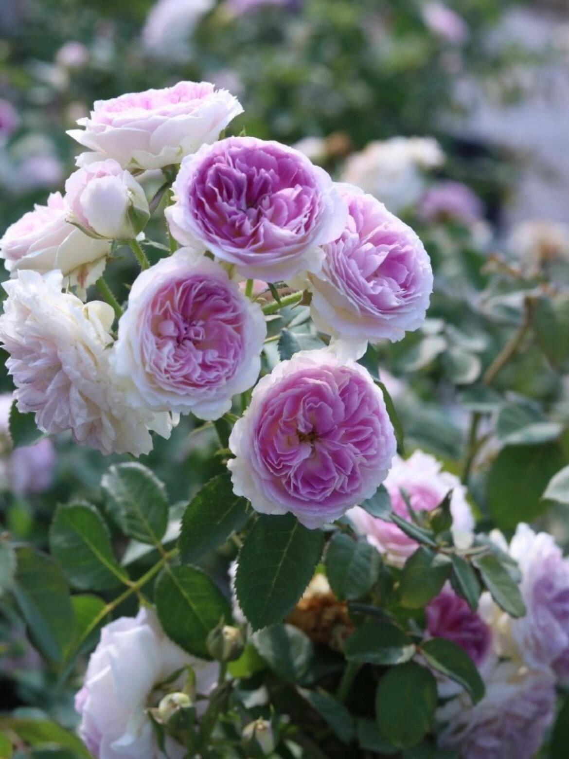 Rose 【Blue Moon Stone|ブルームーンストーン】 -1.5 Gal OwnRoot Bare-Root| 青月石 Award-winning| Strong Disease Resistance| Rapid Growth| 蓝月石| Less Thorns| Exquisite