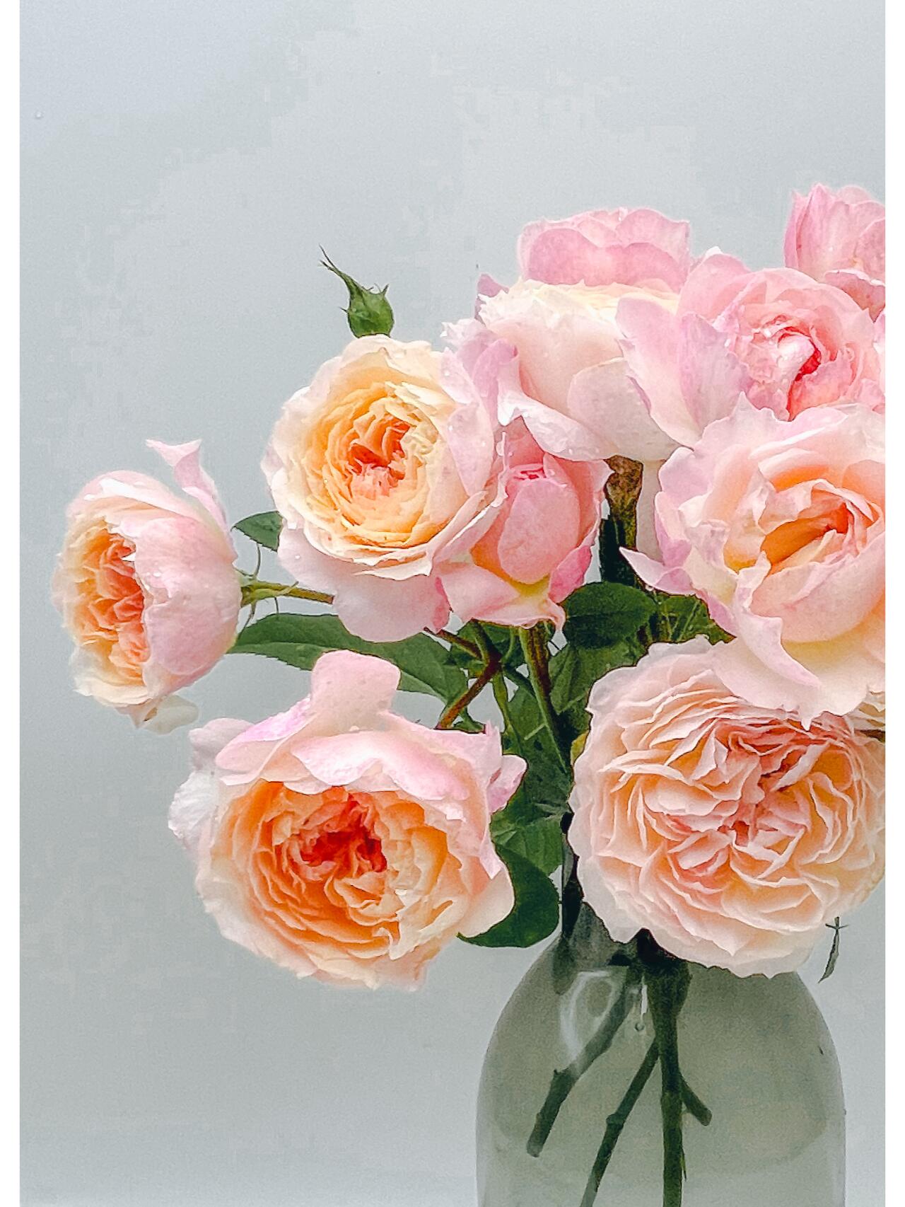 Rose【YingYing Fen| 盈盈粉| Blushing Petal】-Pre-Order - |Ships Oct 1st Week| 1.5Gal Own Root Bare Root| 2022 New Variety| Rich in flower colors| Floribunda Rose| Balcony