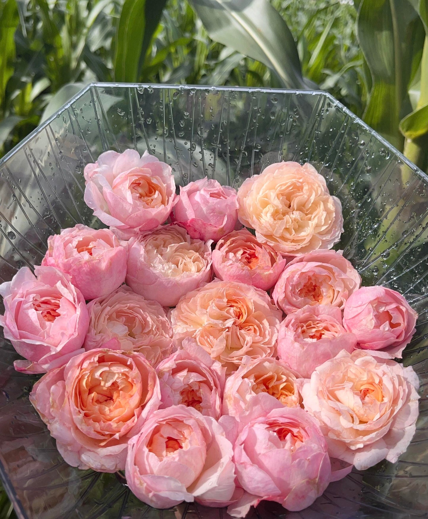 Rose【YingYing Fen| 盈盈粉| Blushing Petal】-Pre-Order - |Ships Oct 1st Week| 1.5Gal Own Root Bare Root| 2022 New Variety| Rich in flower colors| Floribunda Rose| Balcony