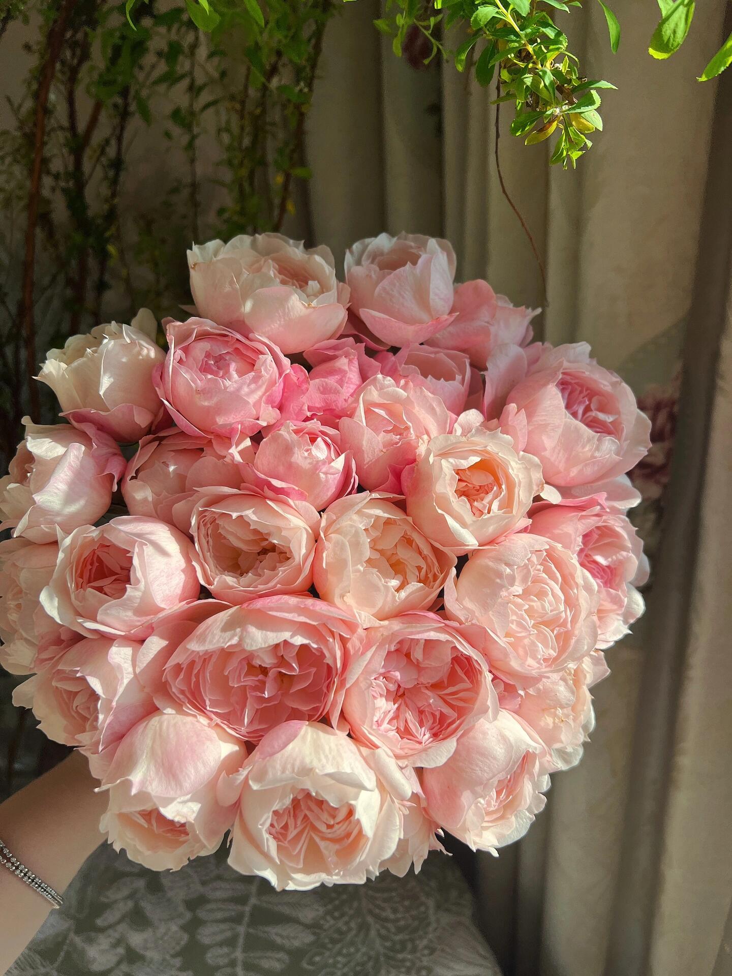 Rose【YingYing Fen| 盈盈粉| Blushing Petal】-Pre-Order - |Ships Oct 1st Week| 1.5Gal Own Root Bare Root| 2022 New Variety| Rich in flower colors| Floribunda Rose| Balcony