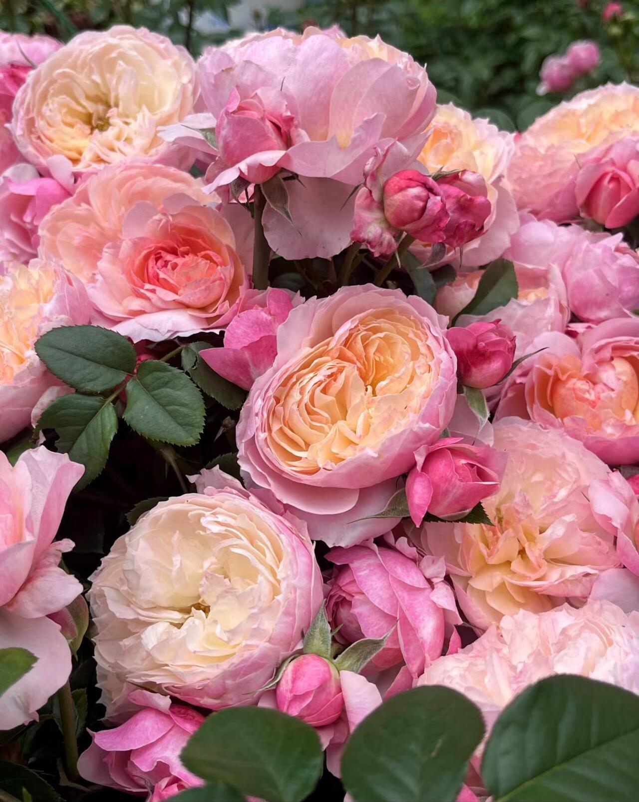 Rose【YingYing Fen| 盈盈粉| Blushing Petal】-Pre-Order - |Ships Oct 1st Week| 1.5Gal Own Root Bare Root| 2022 New Variety| Rich in flower colors| Floribunda Rose| Balcony