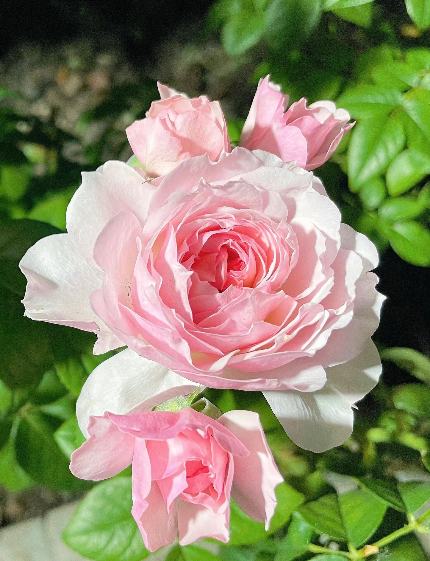 Rose【YingYing Fen| 盈盈粉| Blushing Petal】-Pre-Order - |Ships Oct 1st Week| 1.5Gal Own Root Bare Root| 2022 New Variety| Rich in flower colors| Floribunda Rose| Balcony