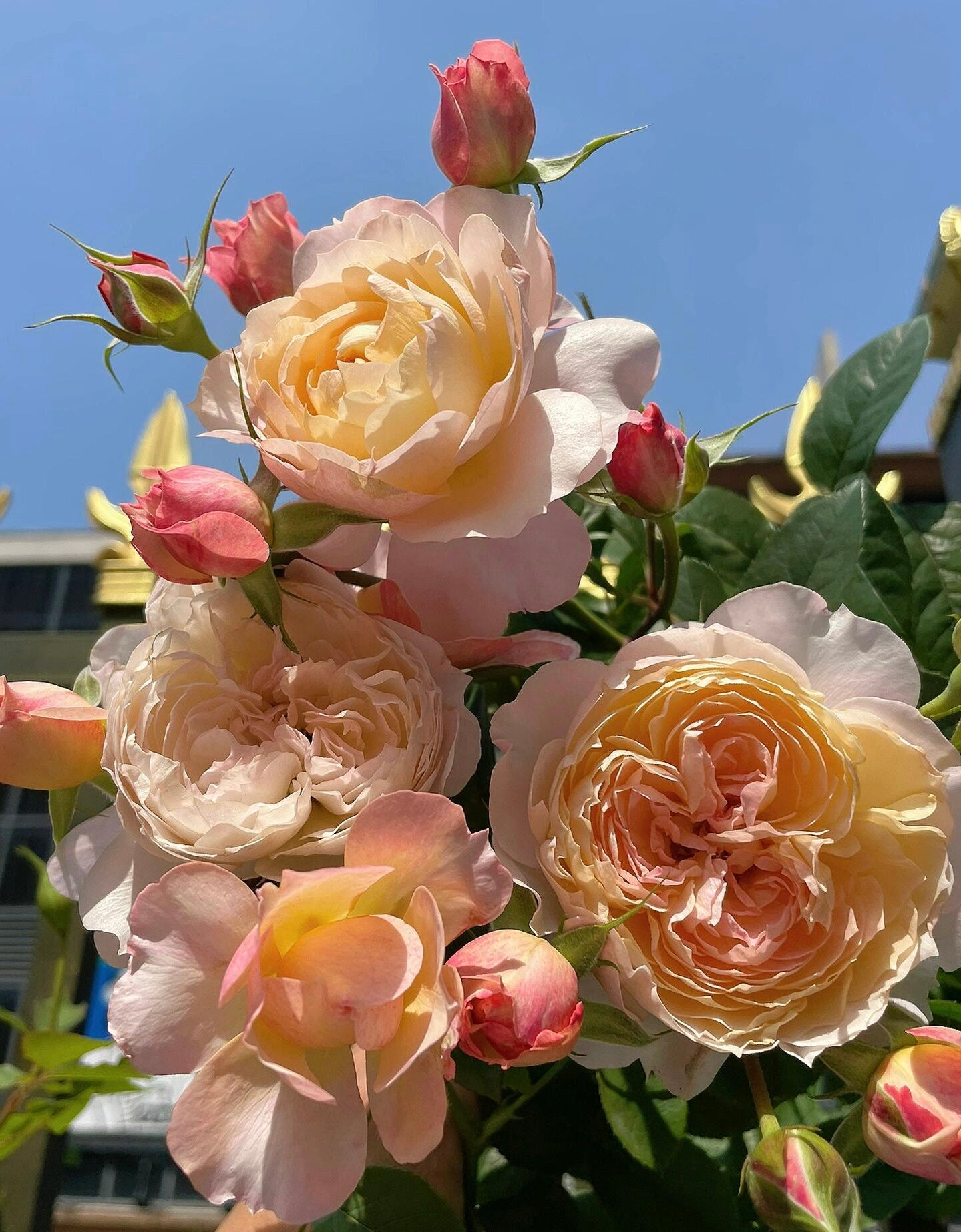 Rose【YingYing Fen| 盈盈粉| Blushing Petal】-Pre-Order - |Ships Oct 1st Week| 1.5Gal Own Root Bare Root| 2022 New Variety| Rich in flower colors| Floribunda Rose| Balcony