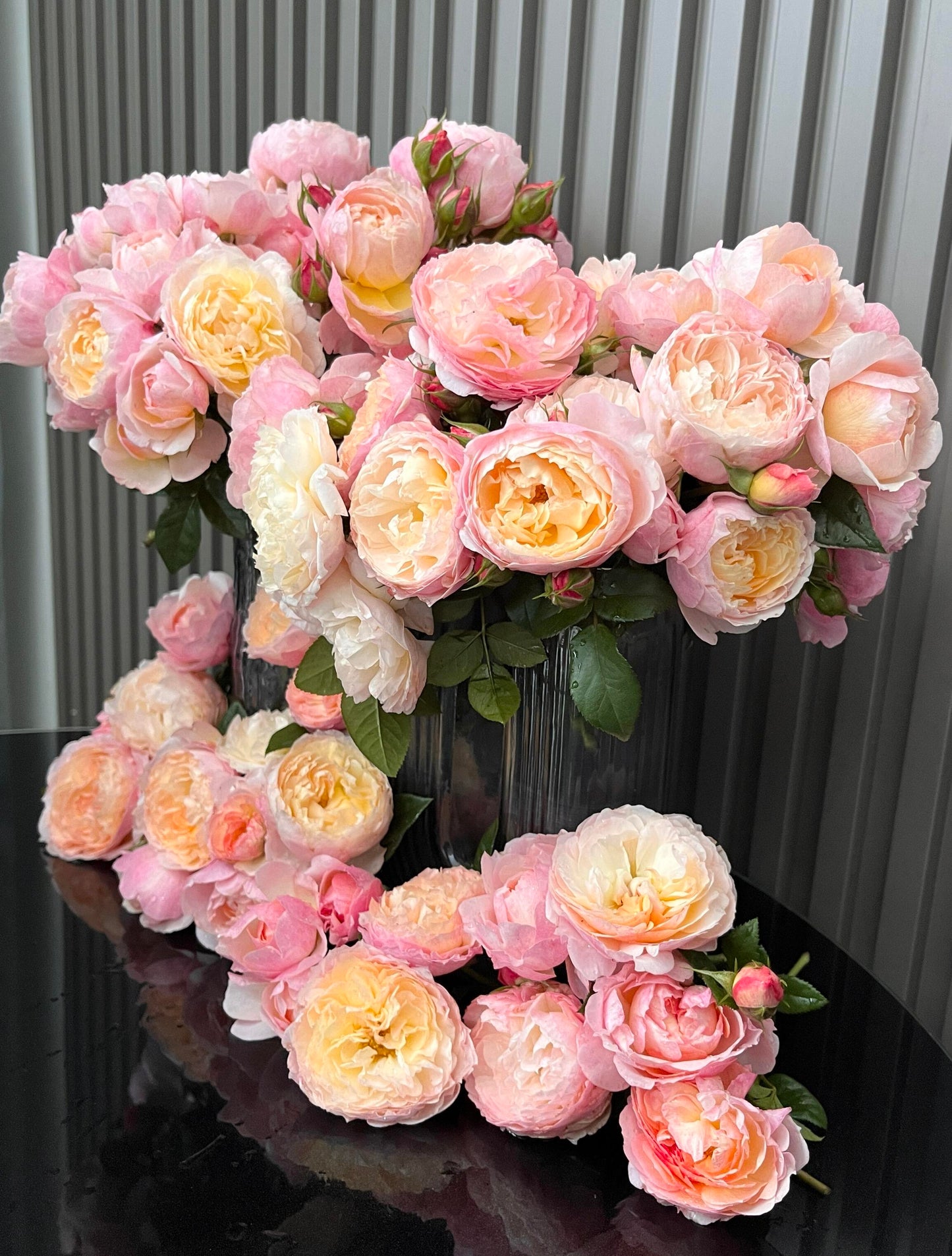 Rose【YingYing Fen| 盈盈粉| Blushing Petal】-Pre-Order - |Ships Oct 1st Week| 1.5Gal Own Root Bare Root| 2022 New Variety| Rich in flower colors| Floribunda Rose| Balcony