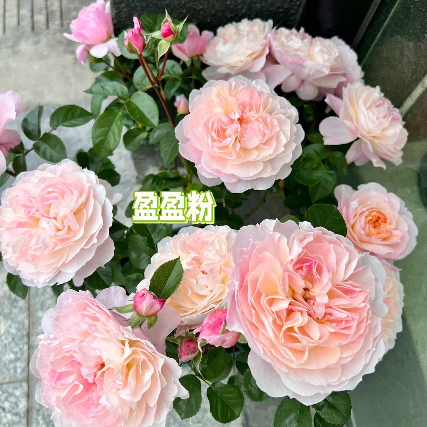 Rose【YingYing Fen| 盈盈粉| Blushing Petal】-Pre-Order - |Ships Oct 1st Week| 1.5Gal Own Root Bare Root| 2022 New Variety| Rich in flower colors| Floribunda Rose| Balcony