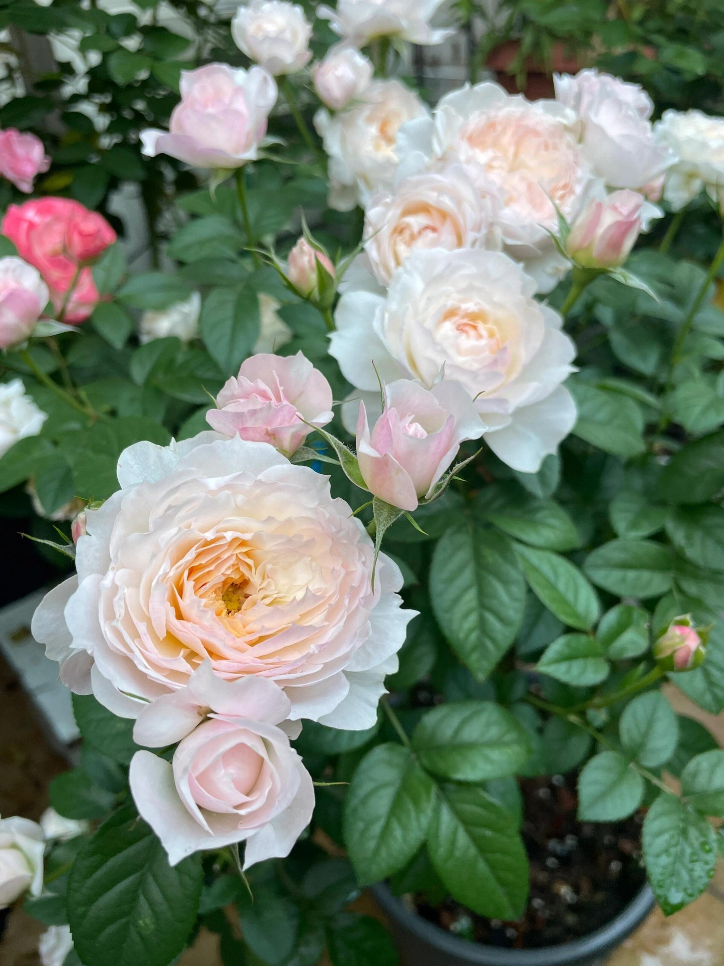 Rose【YingYing Fen| 盈盈粉| Blushing Petal】-Pre-Order - |Ships Oct 1st Week| 1.5Gal Own Root Bare Root| 2022 New Variety| Rich in flower colors| Floribunda Rose| Balcony