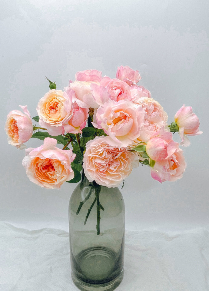 Rose【YingYing Fen| 盈盈粉| Blushing Petal】-Pre-Order - |Ships Oct 1st Week| 1.5Gal Own Root Bare Root| 2022 New Variety| Rich in flower colors| Floribunda Rose| Balcony