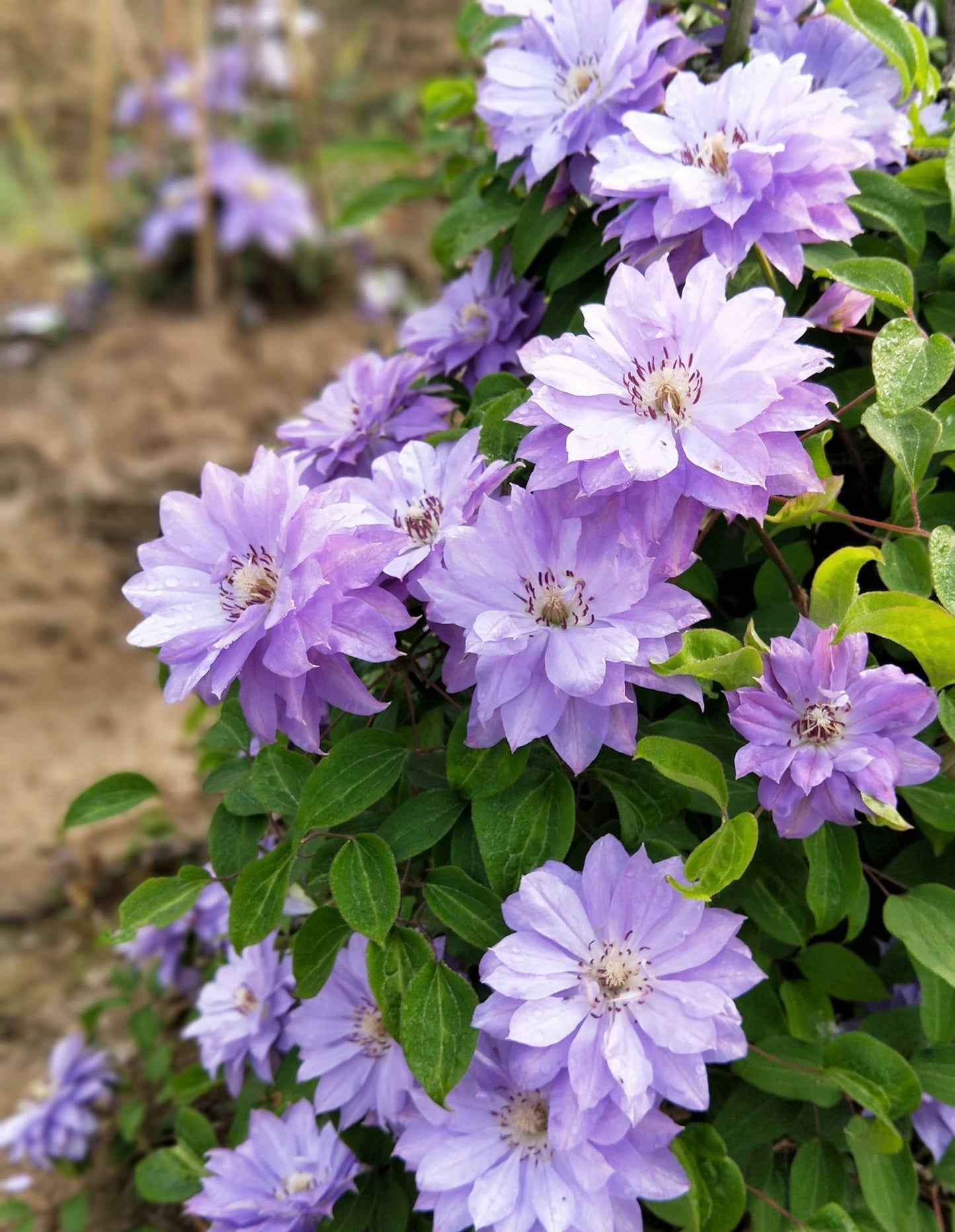 Clematis 【Teshio｜てしお| 天塩】-  9P LivePlant| 天盐 |精神の美| 天盐| Double-flowered |