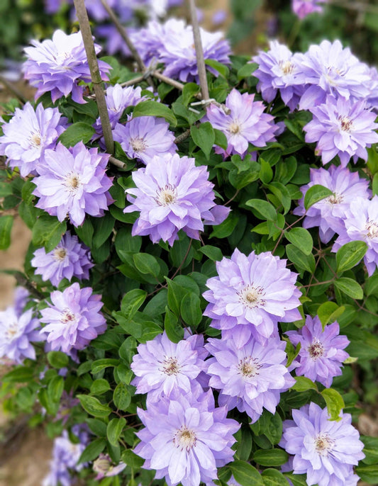 Clematis 【Teshio｜てしお| 天塩】-  9P LivePlant| 天盐 |精神の美| 天盐| Double-flowered |