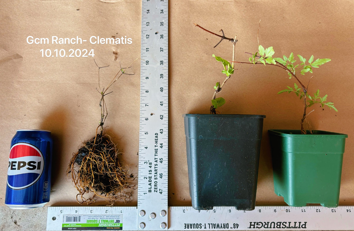 Popular Clematis【Lucky Charm| お守り】- 9P Liveplant｜Dutch Variety| 幸运符| Heat Tolerant| Florida Group|