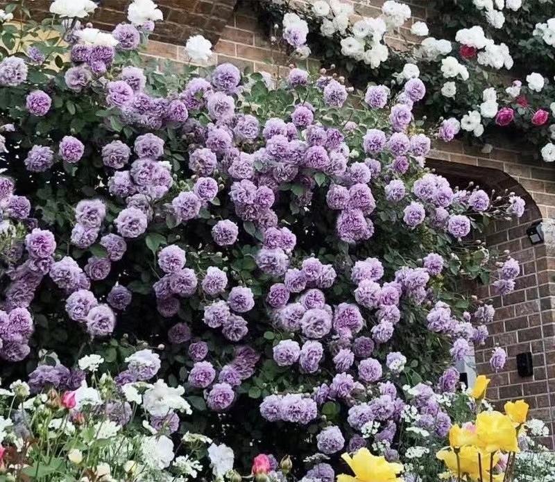 Climbing Rose [Rainy Blue| レイニー·ブルー|  蓝色阴雨] -OwnRoot- 2Gal | RARE Lavender Climbing Rose | Shade Tolerant| Excellent Resistance| Less Thorns