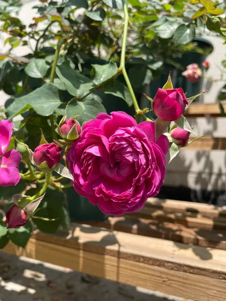 Rosa{Cartonnage/カルトナージュ} 3 Gal+ Grafting | Rare 河本| Bloom Repeatedly| 法式布盒| PeonyBloom| Heat Resistant| Strong Disease Resistance|