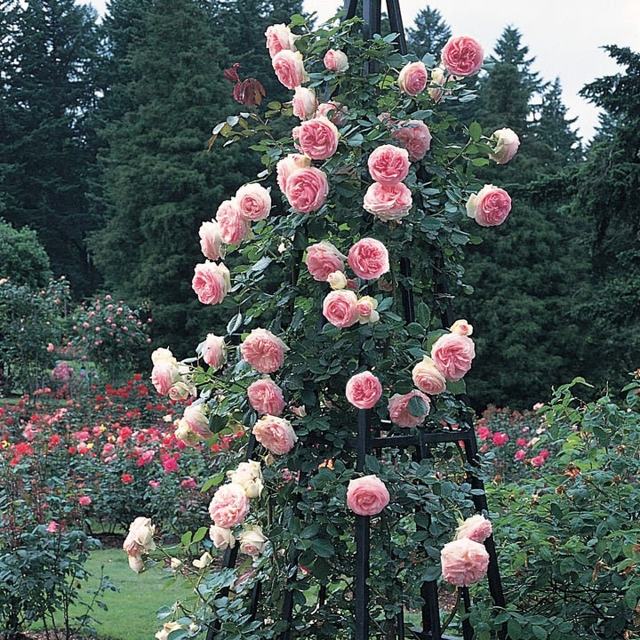 2ft Climbing Rose[ Eden Rose ]- -”world's favourite rose（Pierr de Ronsard）（Meiviolin）Fully double blooms