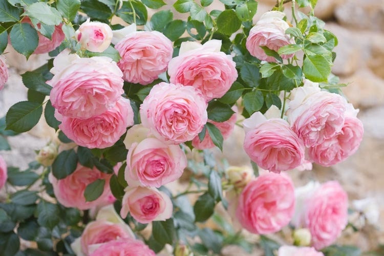 Climbing Rose[ Eden Rose ]- -”world's favourite rose（Pierr de Ronsard）（Meiviolin）Fully double blooms