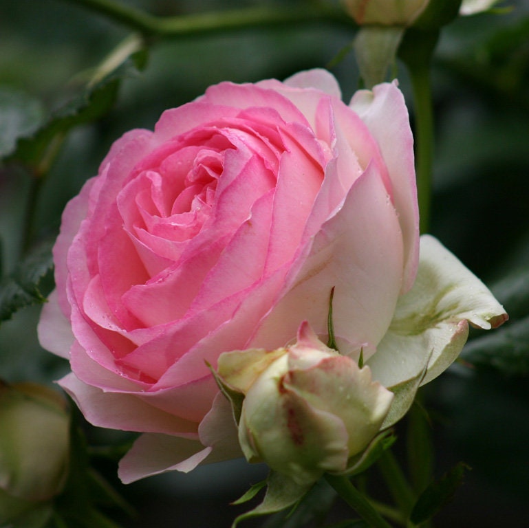 2ft Climbing Rose[ Eden Rose ]- -”world's favourite rose（Pierr de Ronsard）（Meiviolin）Fully double blooms