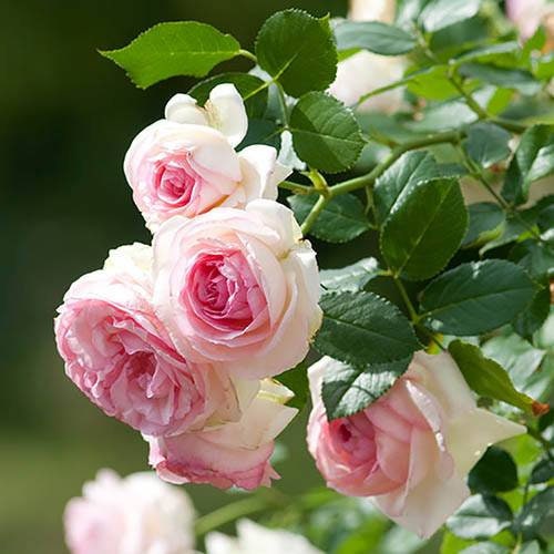 2ft Climbing Rose[ Eden Rose ]- -”world's favourite rose（Pierr de Ronsard）（Meiviolin）Fully double blooms