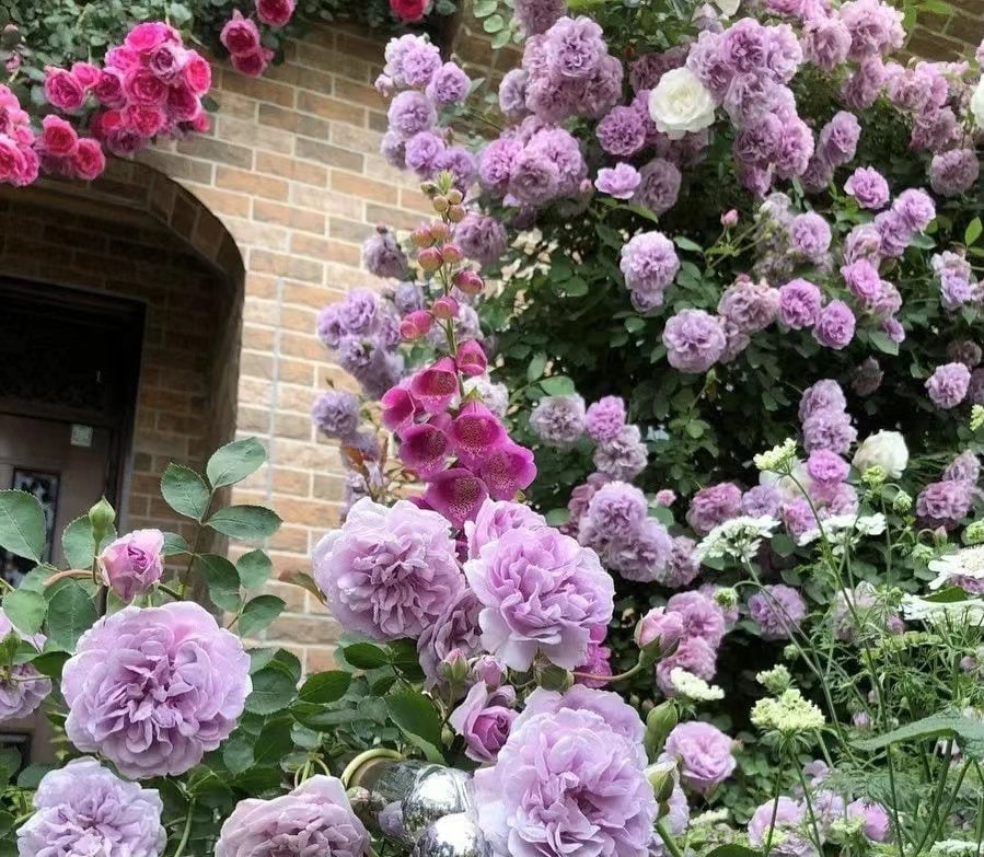 Climbing Rose [Rainy Blue| レイニー·ブルー|  蓝色阴雨] -OwnRoot Live| RARE Lavender Climbing Rose | Shade Tolerant| Excellent Resistance| Less Thorns