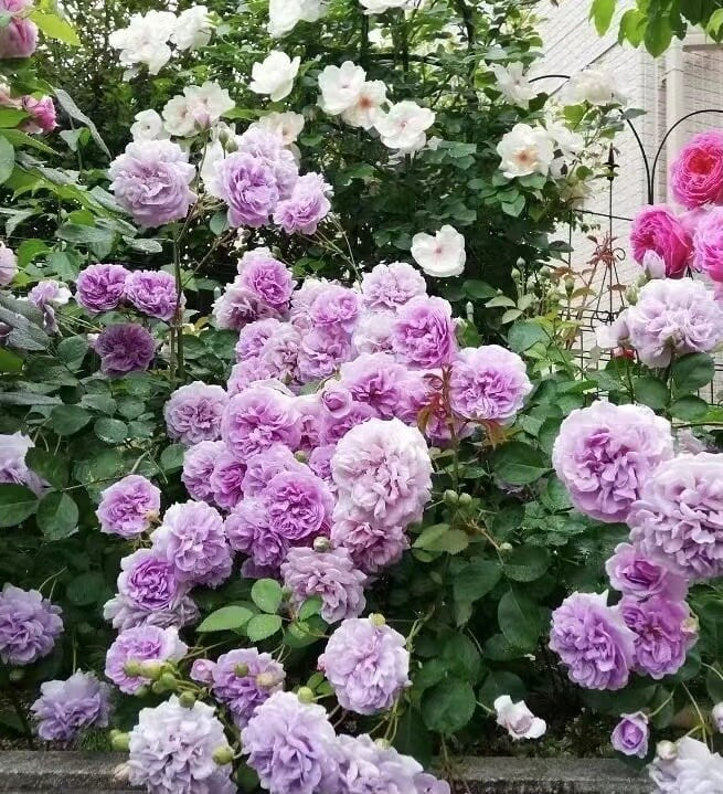 Climbing Rose [Rainy Blue| レイニー·ブルー|  蓝色阴雨] -OwnRoot- 2Gal | RARE Lavender Climbing Rose | Shade Tolerant| Excellent Resistance| Less Thorns