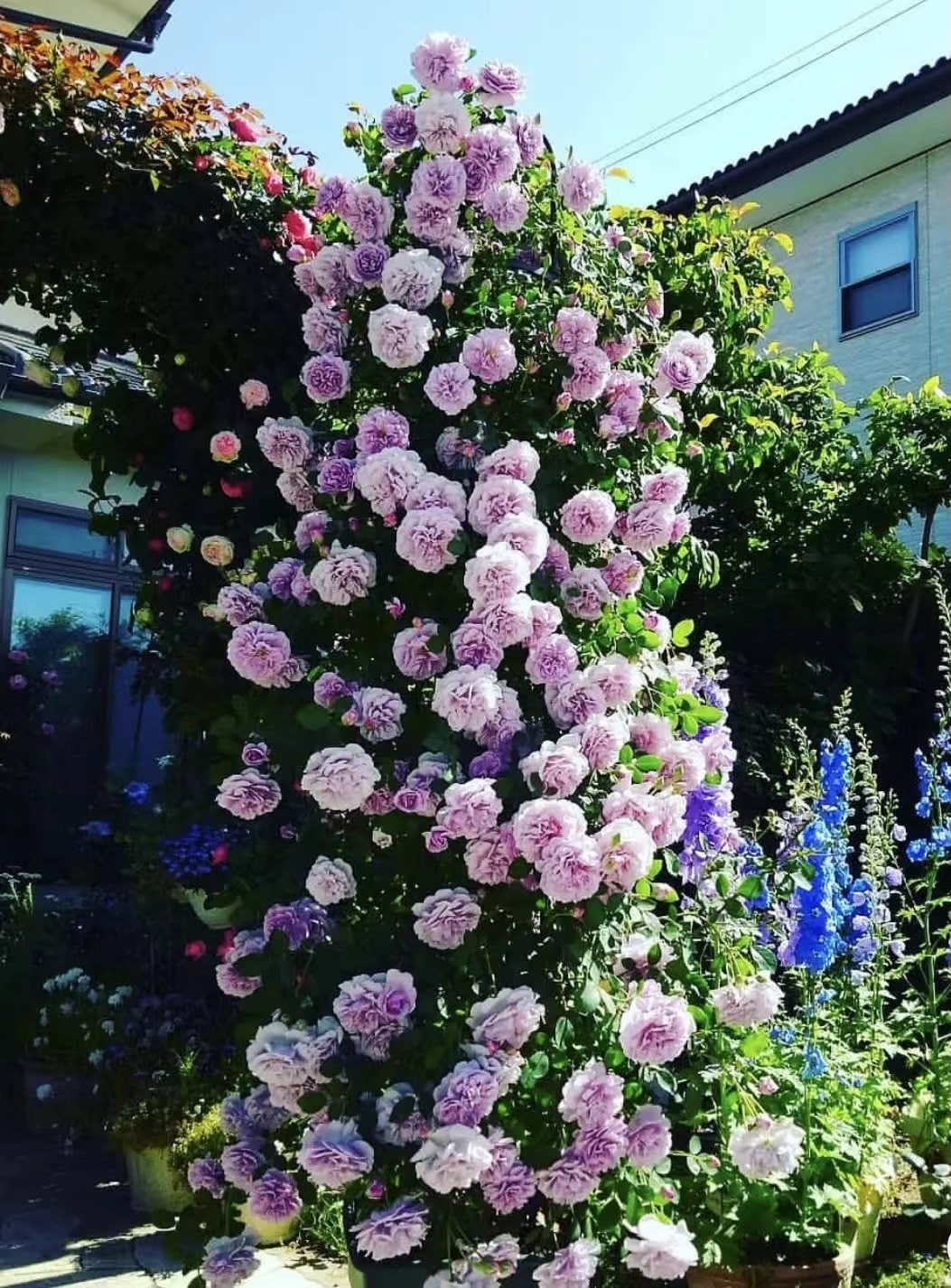 Climbing Rose [Rainy Blue| レイニー·ブルー|  蓝色阴雨] -OwnRoot Live| RARE Lavender Climbing Rose | Shade Tolerant| Excellent Resistance| Less Thorns