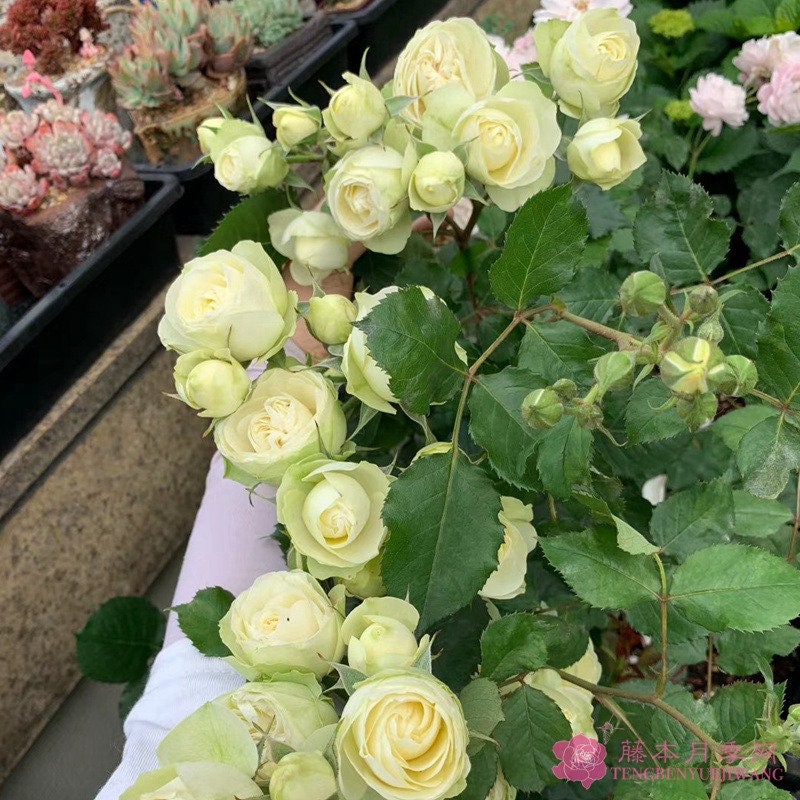 Rose【Creamy Eden】- 1 Gal+ OwnRoot| Creamy Folies| MEIheven|  France Shrub|  Cutting Rose| Redolent| Double Bloom| Pale|Repeat Flowering 奶油龙沙