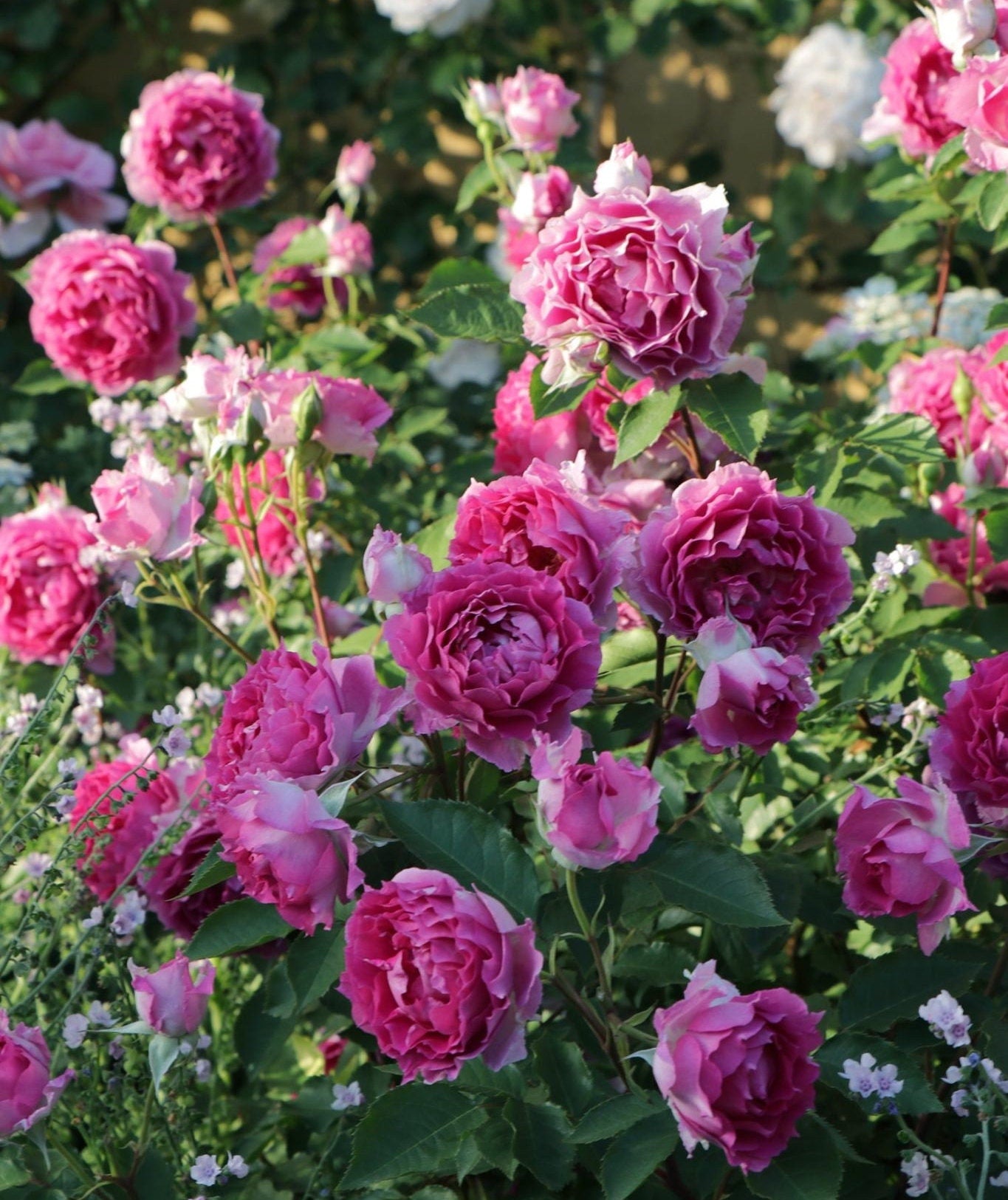 Rose【Scheherazade| シェエラザード】 -1.5 Gal OwnRoot | Rare Rose| Strong Fragrance| Award-winning |Ruffle lace| Thornless | 天方夜谭| Sun-tolerant