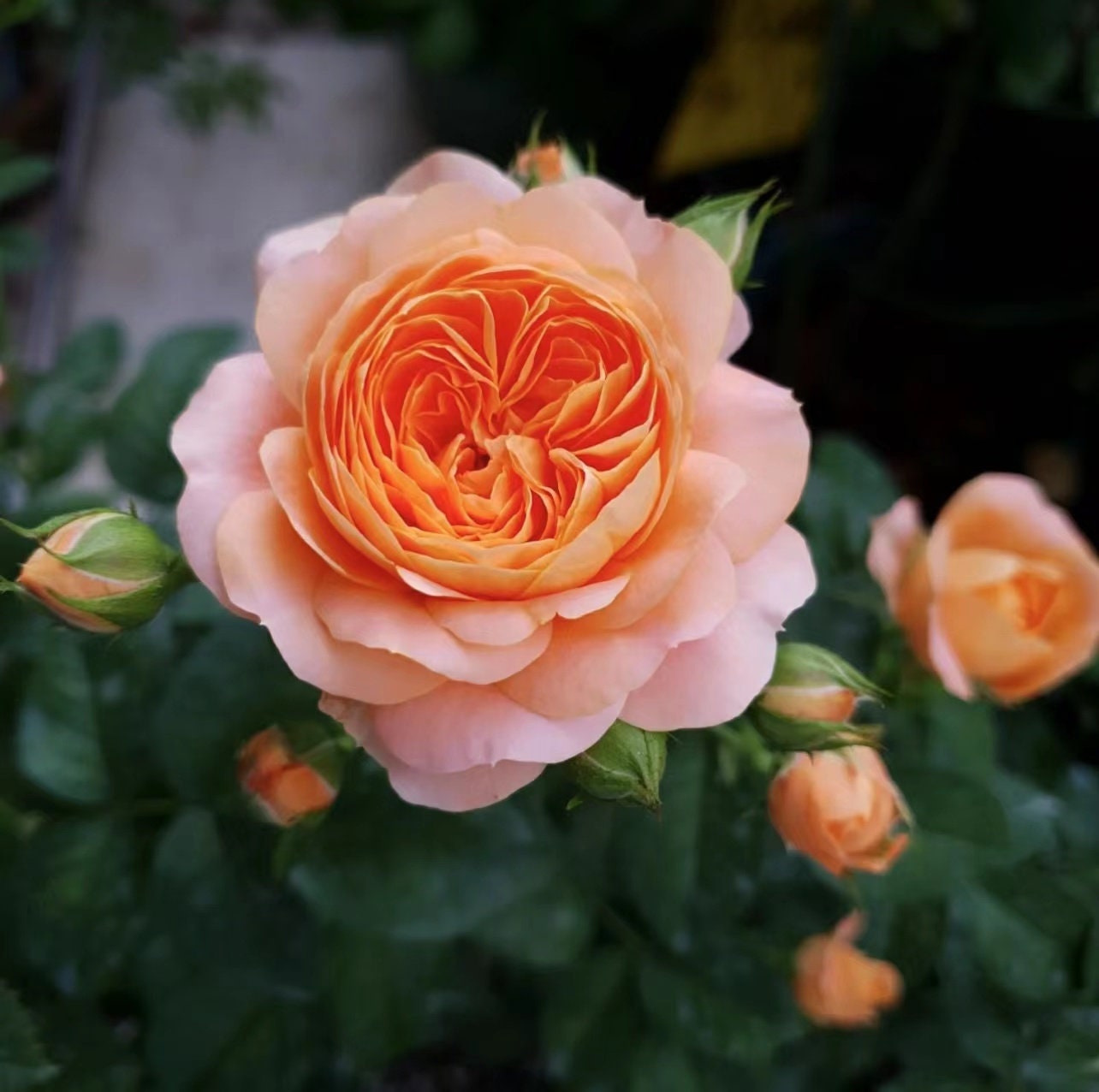 Rose【Juicy Terrazza| ジューシーテラッツァ】- 1.5 Gal OwnRoot| Netherlands Rose| Strong Disease Resistance |Vivid Colors| Abundant Flowering| Miniature 果汁阳台