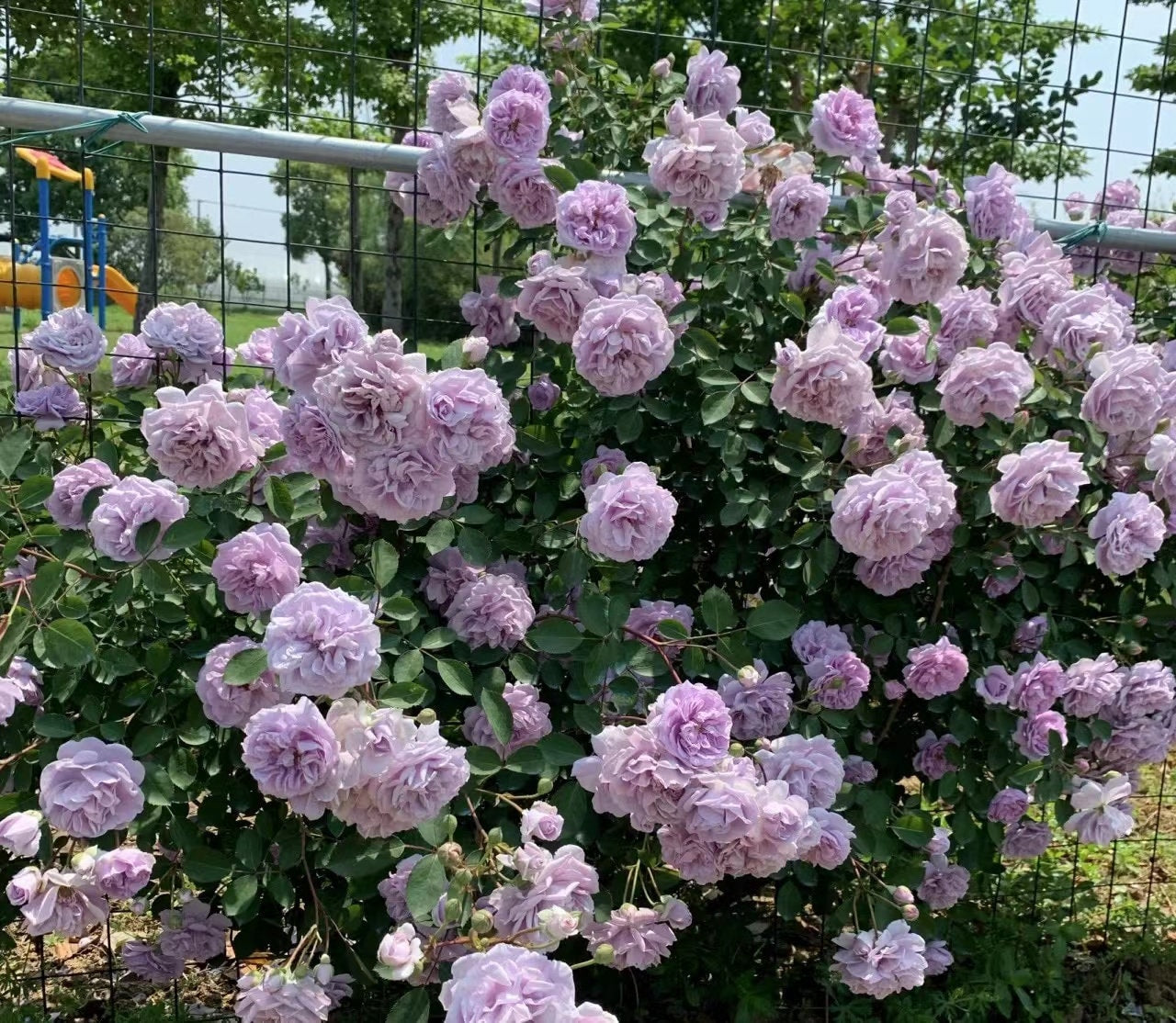 Climbing Rose [Rainy Blue| レイニー·ブルー|  蓝色阴雨] -OwnRoot Live| RARE Lavender Climbing Rose | Shade Tolerant| Excellent Resistance| Less Thorns