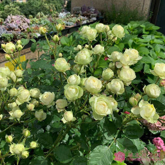 Rose【Creamy Eden】- 1 Gal+ OwnRoot| Creamy Folies| MEIheven|  France Shrub|  Cutting Rose| Redolent| Double Bloom| Pale|Repeat Flowering 奶油龙沙