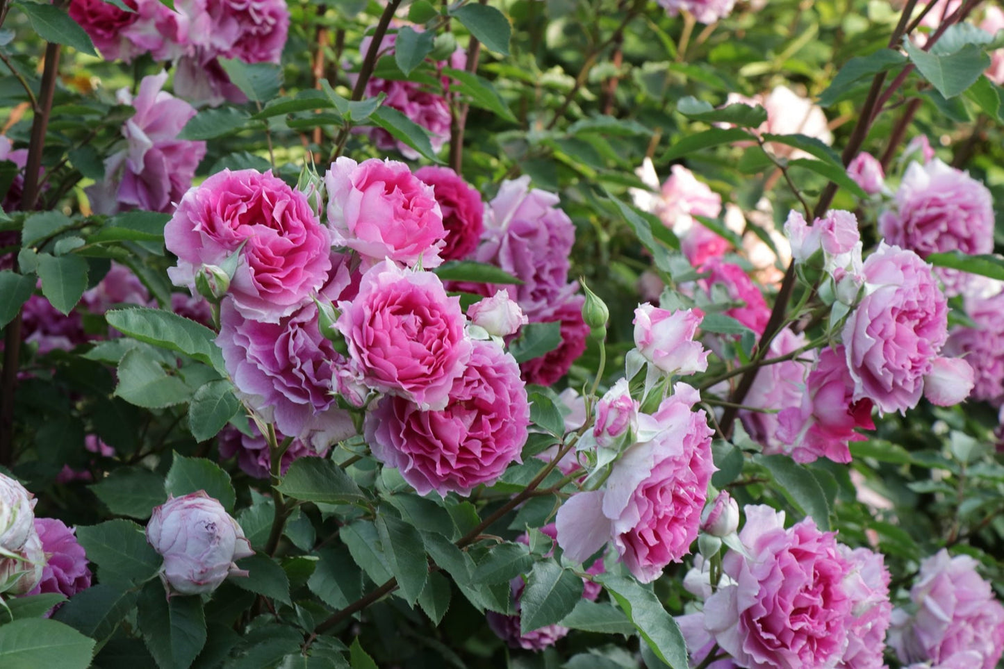 Rose【Scheherazade| シェエラザード】 -1.5 Gal OwnRoot | Rare Rose| Strong Fragrance| Award-winning |Ruffle lace| Thornless | 天方夜谭| Sun-tolerant