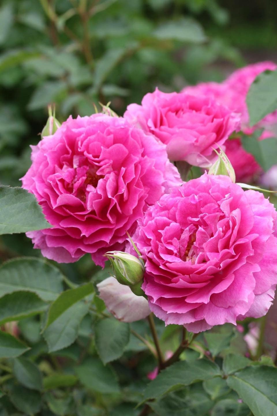 Rose【Scheherazade| シェエラザード】 -1.5 Gal OwnRoot | Rare Rose| Strong Fragrance| Award-winning |Ruffle lace| Thornless | 天方夜谭| Sun-tolerant