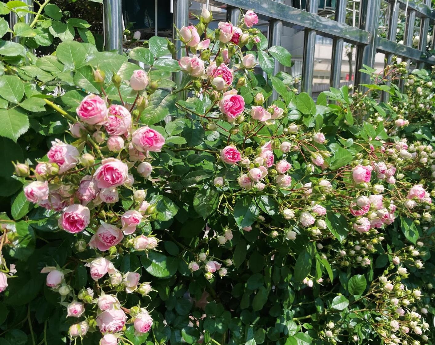 Climbing Rose{Rouge|ルージュ} 胭脂扣|   Award-winning |Flowering Machine| Strong adaptability| Strong Disease Resistance| Heat Resistan