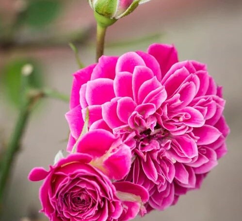 Rose{Marriotta}- 1.5 Gal Own Root | Maccricke,Cricket |Rare Miniature|Cut Flower |Mild Fragrance|  Gradient |Shrub| lotus blooms| 马里奥塔