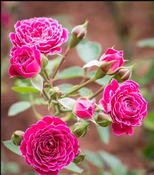 Rose{Marriotta}- 1.5 Gal Own Root | Maccricke,Cricket |Rare Miniature|Cut Flower |Mild Fragrance|  Gradient |Shrub| lotus blooms| 马里奥塔