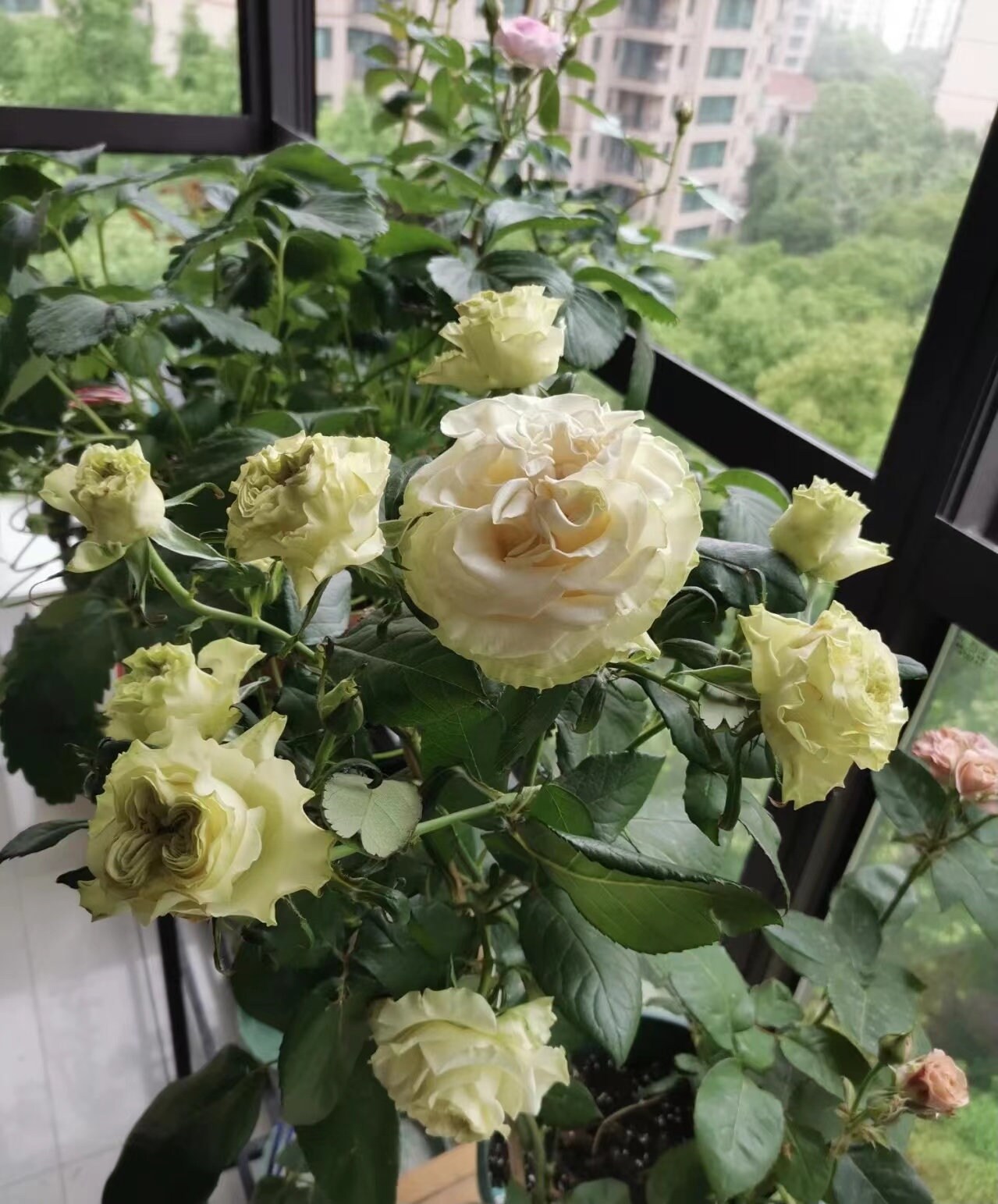 Rare Rose【Dynamic・ダイナミック】-1.5 Gal OwnRoot | Drought-Resistant| Heat & Cold Tolerant |Repeat Flowering| 琉璃翠| Cold Resistant| 动力|