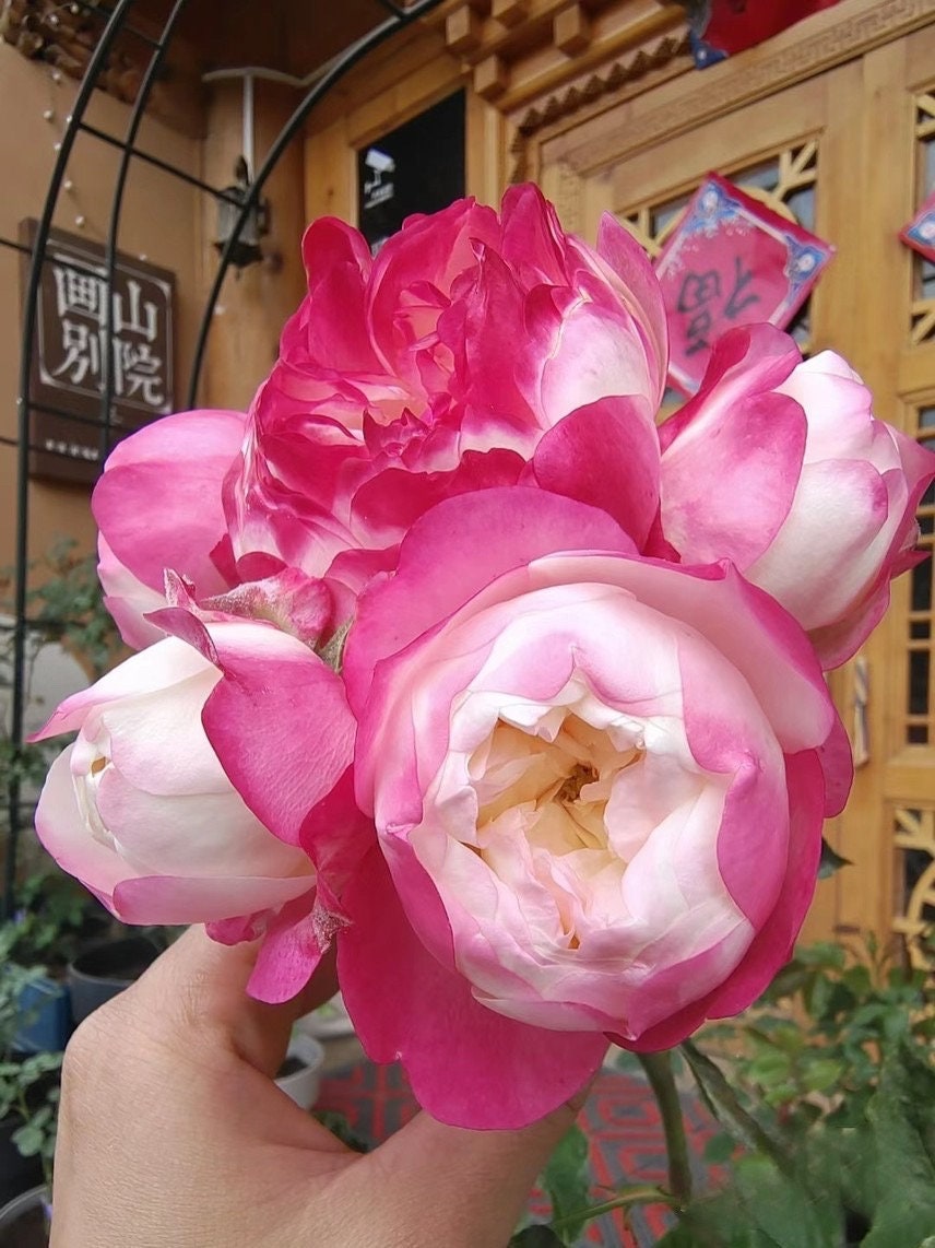 Rose【Japanese Mon Amou |和室】- Rare 1Gal+ OwnRoot | Redolent| Heat Tolerant| Less thorns| Delicate| Discoloration| Fetching | Abundant Bloomi