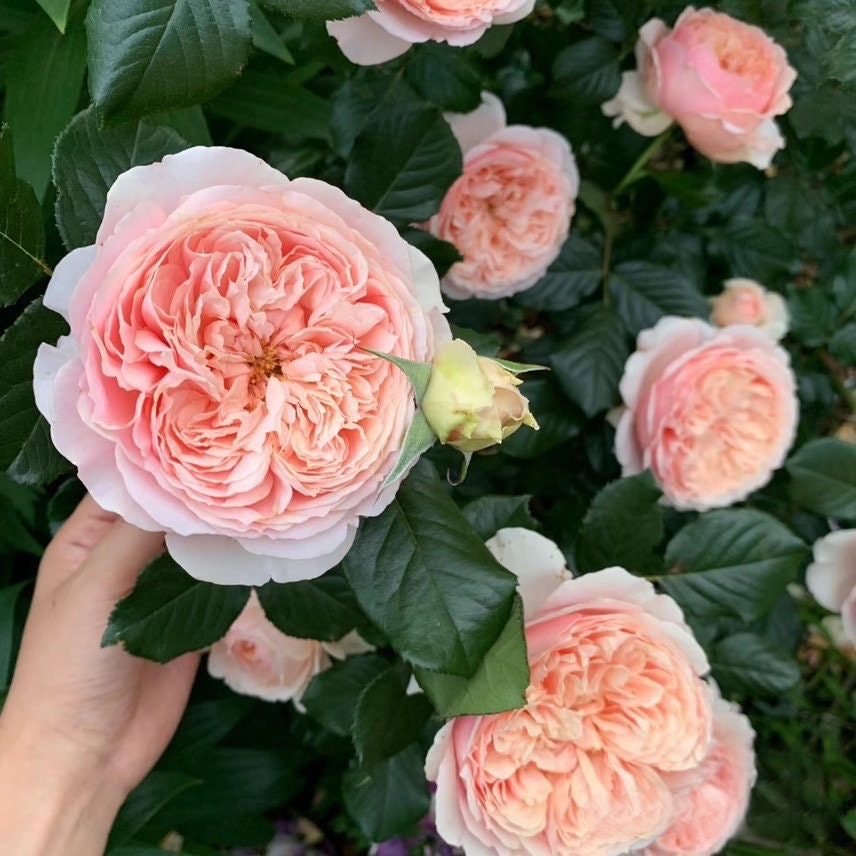 Rose【Masora| 真宙まそら| マソラ】- 1.5 Gal OwnRoot | Japanese RARE Shrub| Strong Fruity Fragrance| Double & Large bloom| Long Flowering| Heat Resisting |