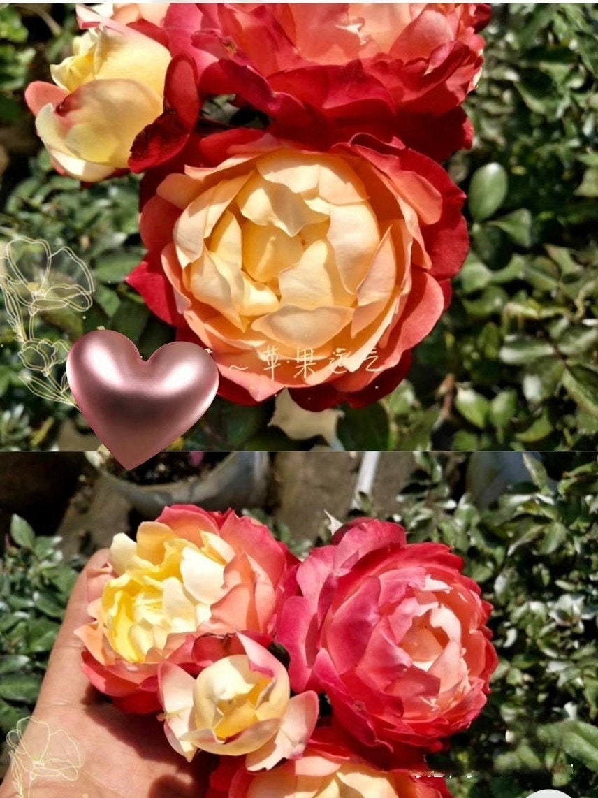 Rare Rosa 【Chance Pom |シャンスポム 】 -Multi-color | Striped flower| Repeat flower | 苹果运气-La Chance|Globularance | Less Thorns