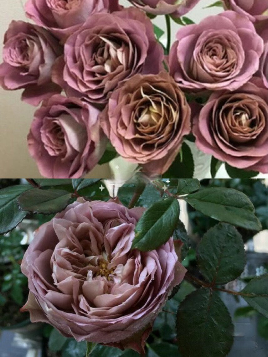 Rare Rosa [Solfa|ソルファ| - OwnRoot BareRoot| New Varieties| Vintage| Purple,Coffee| Large Bloom| Cutting| Especially Gift |法尔索|Discolora |