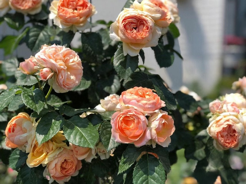 Rose 【Abricot Terrazza】OwnRoot| DeRuiter Rare Rosa 木立バラ |Blooms Abundantly |Heat olerant |Bloom Repeatedly |Abundant Flowering 杏色露台