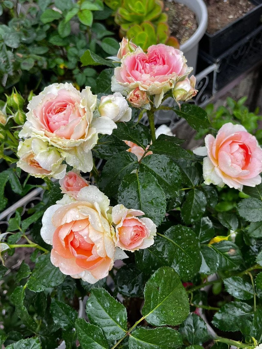 Rose 【Abricot Terrazza】OwnRoot| DeRuiter Rare Rosa 木立バラ |Blooms Abundantly |Heat olerant |Bloom Repeatedly |Abundant Flowering 杏色露台