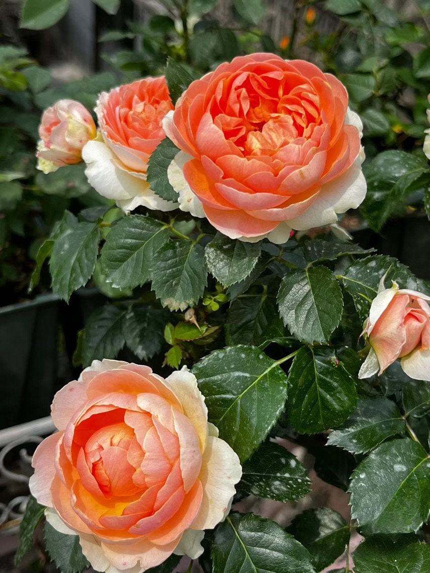 Rose 【Abricot Terrazza】OwnRoot| DeRuiter Rare Rosa 木立バラ |Blooms Abundantly |Heat olerant |Bloom Repeatedly |Abundant Flowering 杏色露台